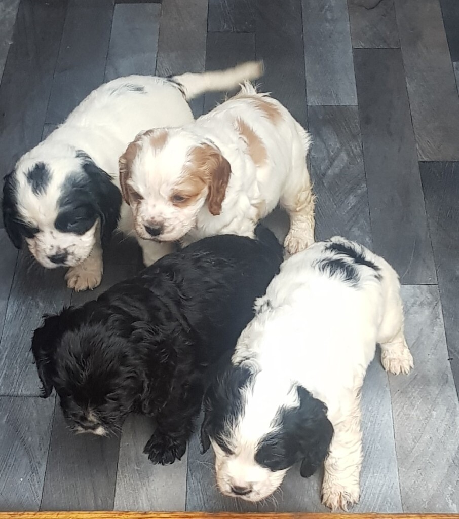 gumtree king charles cavalier